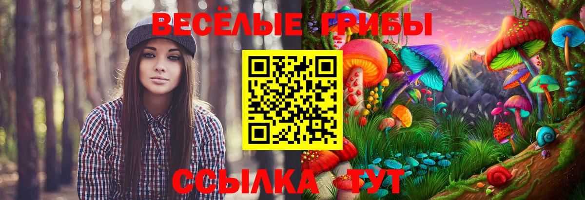 Псилоцибиновые грибы Psilocybe Геленджик